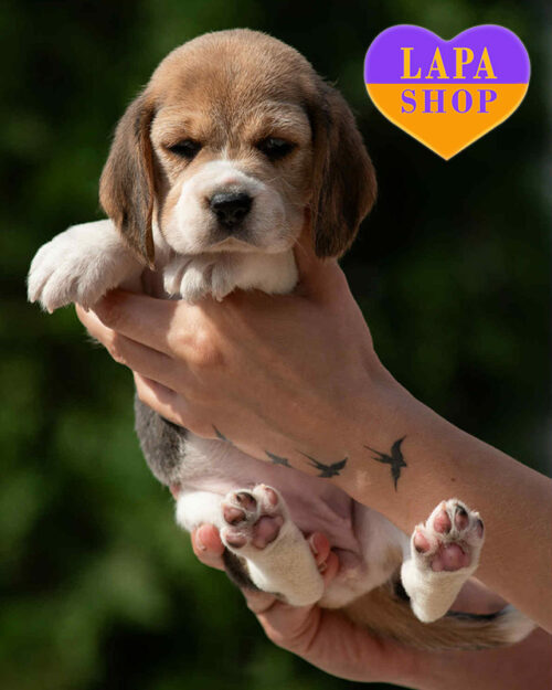 триколорний бігль