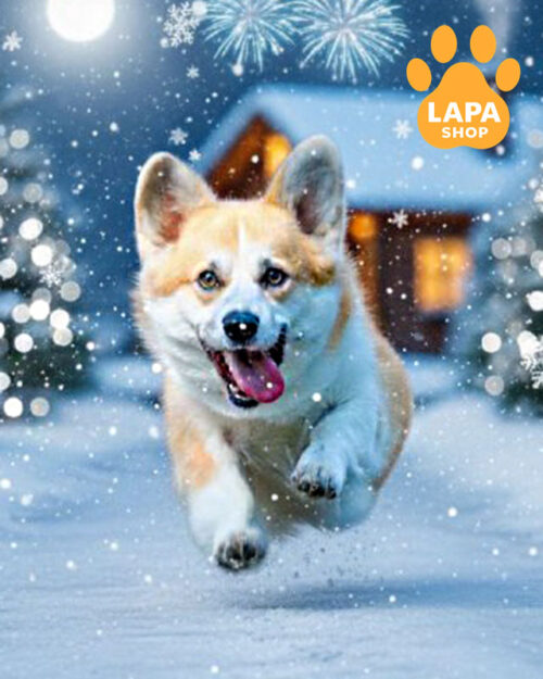 рудо-білий вельш коргі пемброк