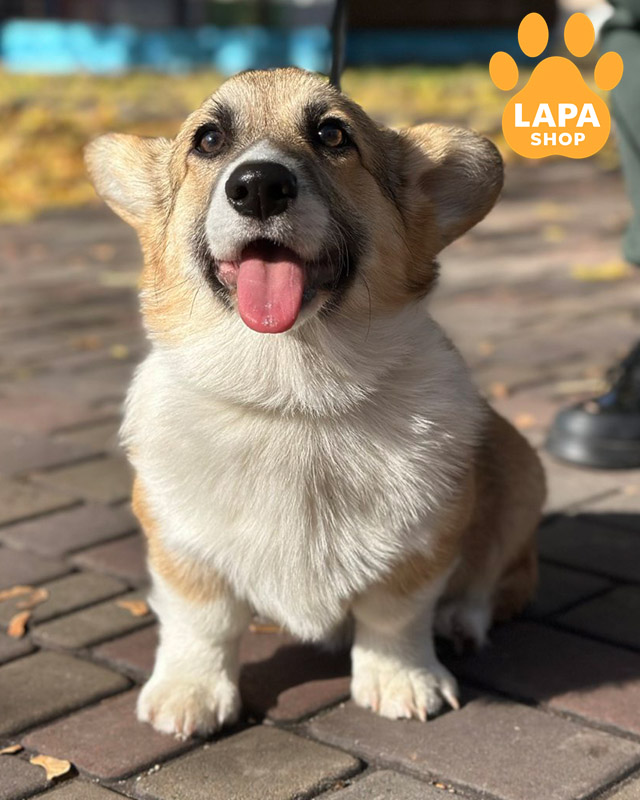 рудо-білий вельш коргі пемброк