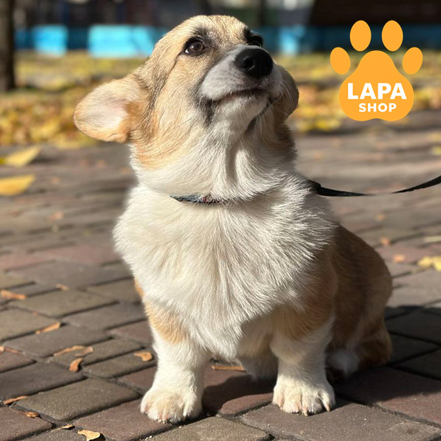 Pembroke-Welsh-Corgi-03