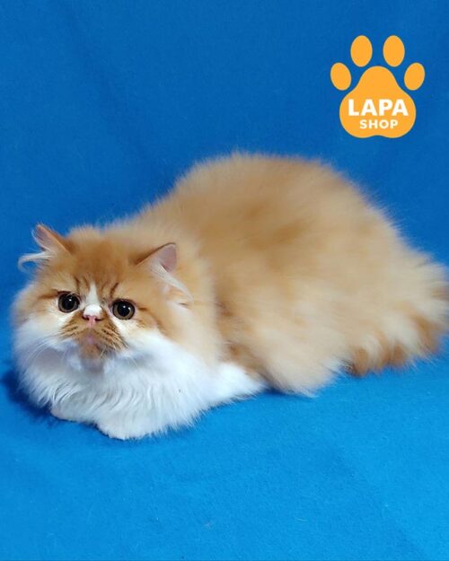 біло-руда перська кішка