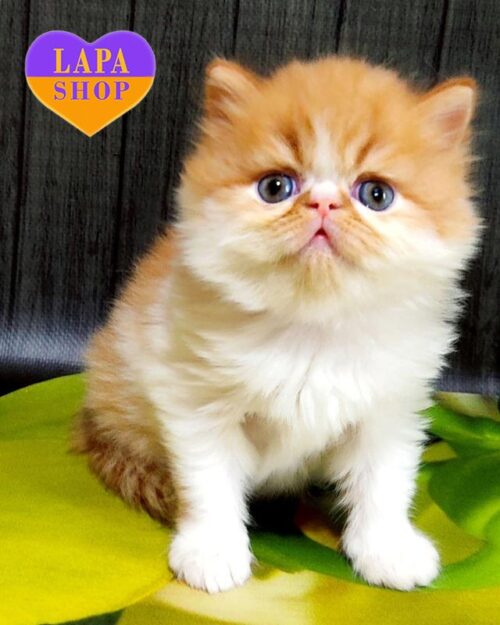 біло-руда перська кішка