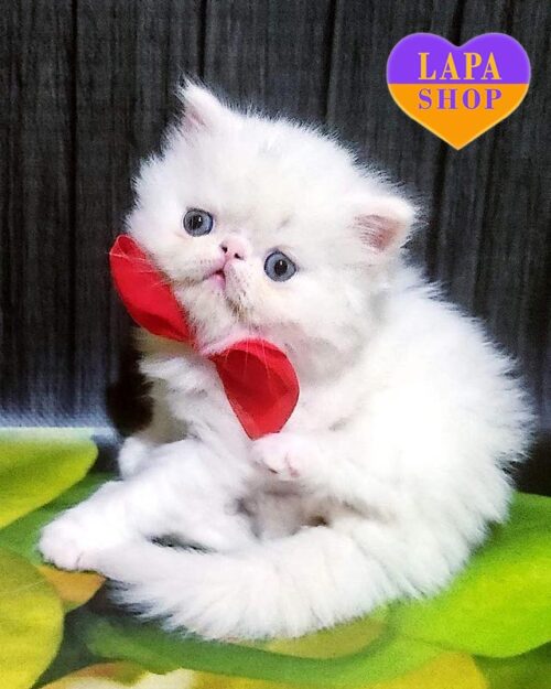 snow-white Persian kitty