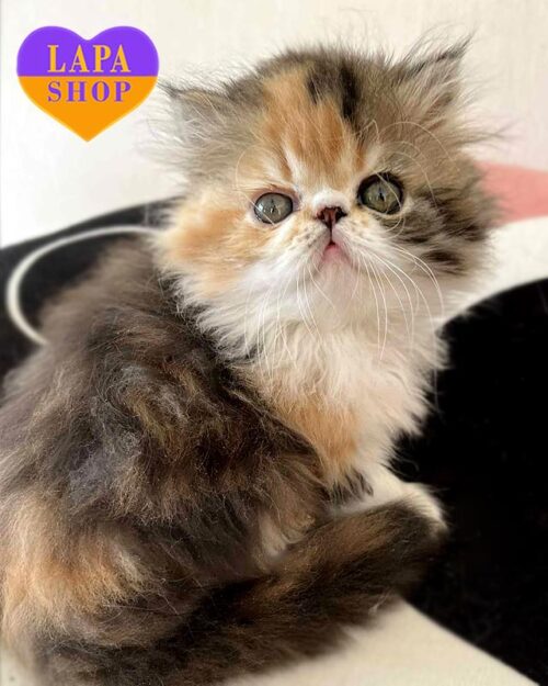 черепахово біла перська кішечка