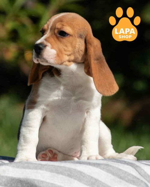 триколорний бігль