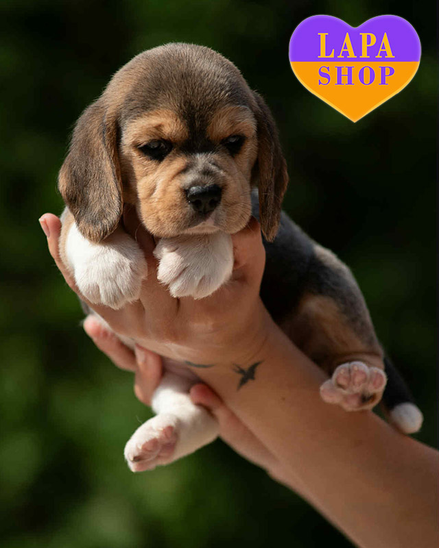 триколорный бигль