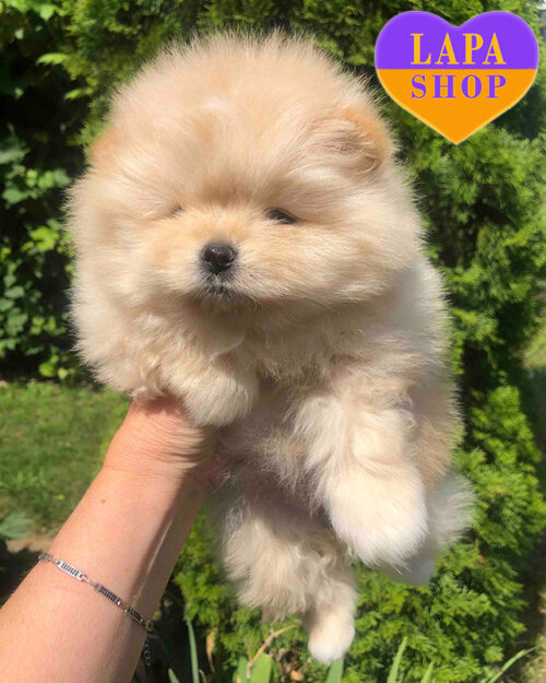 померанський шпіц