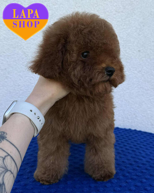 red brown that poodle