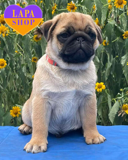 абрикосовий мопс