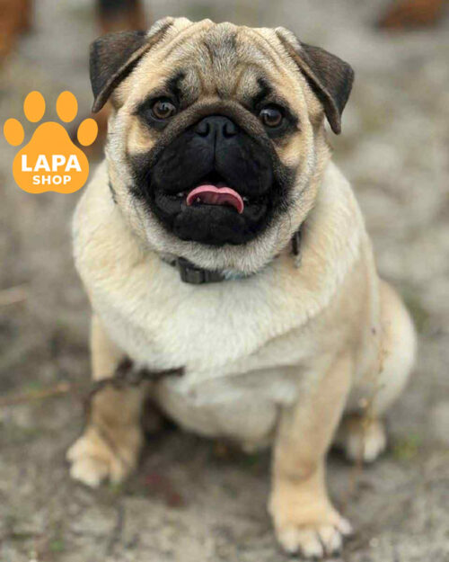 палевий мопс