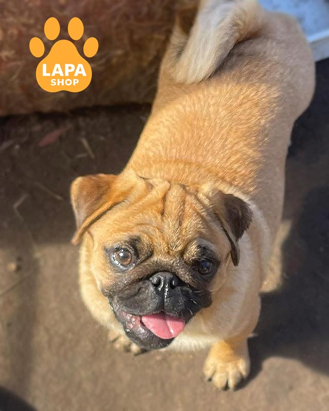 абрикосовий