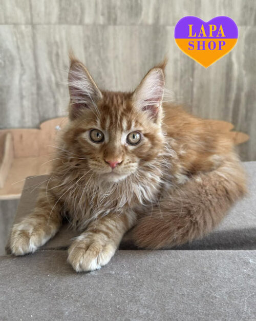 рудий мейн-кун