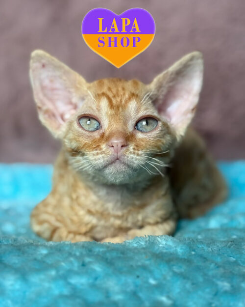 девон-рекс забарвлення червоне плямисте