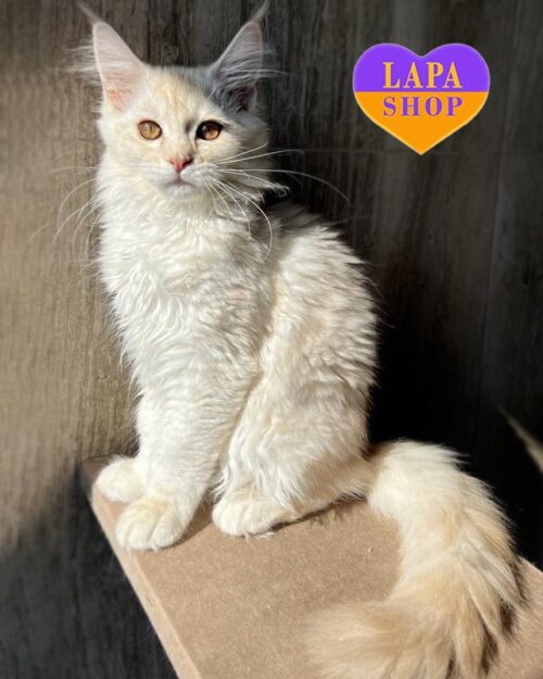 червоно-срібляста кішка мейн-кун