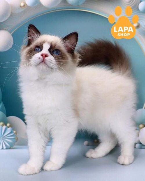 регдол забарвленням сіл біколор