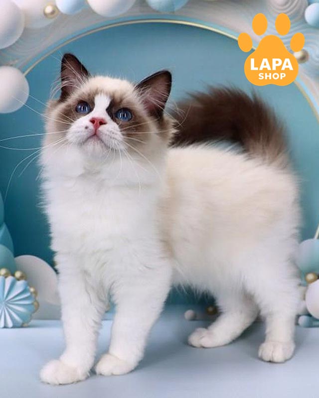 регдол забарвленням сіл біколор