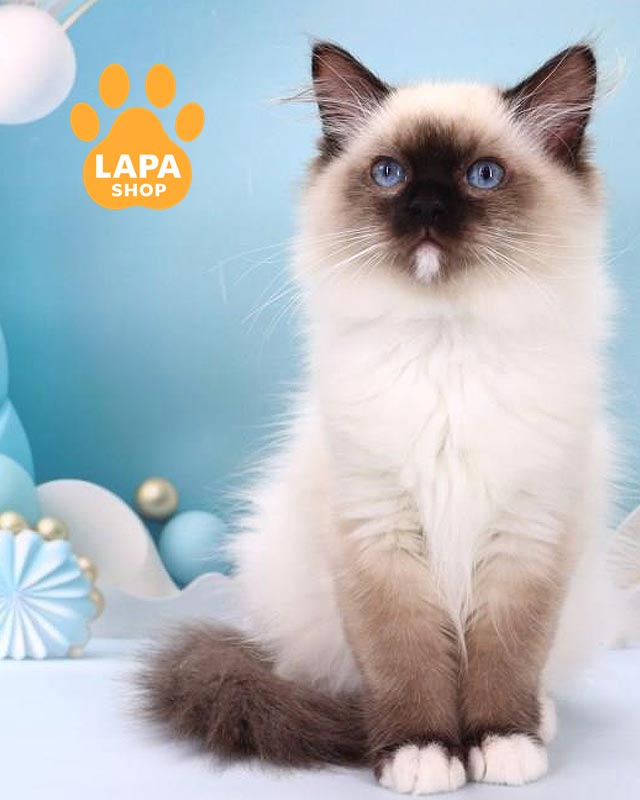 регдол забарвленням сіл міттед