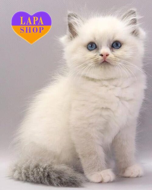 рэгдолл блю биколор