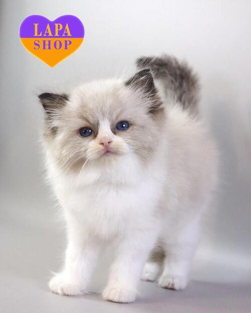 рэгдолл окрасом сил биколор