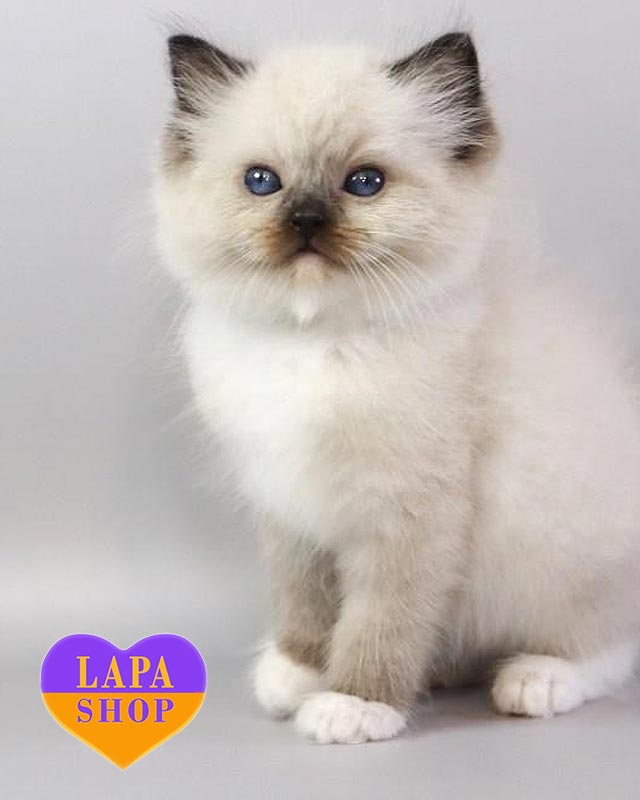 рэгдолл окрасом сил миттед