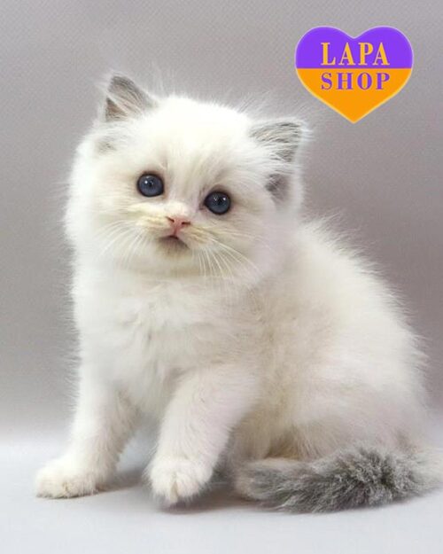 кошка рэгдолл блю биколор