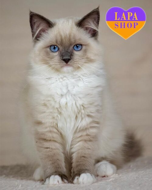 голубой миттед кошка рэгдолл