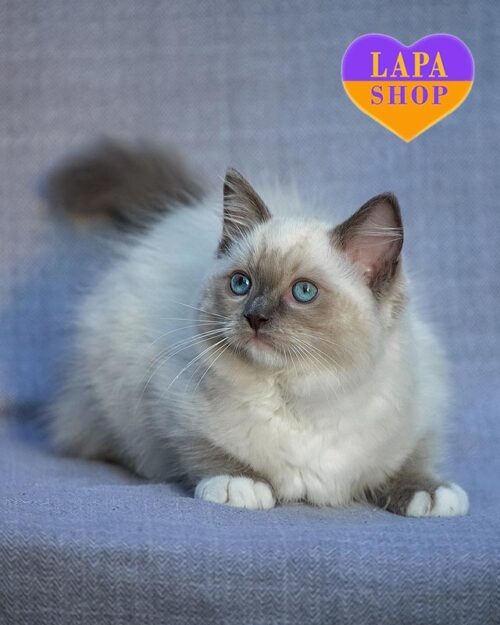 голубой рэгдолл