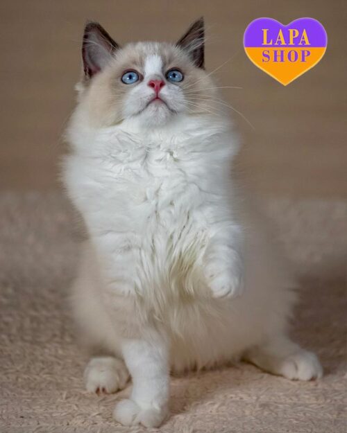 голубо-биколорный рэгдолл