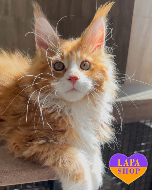 рудо-білий мейн-кун