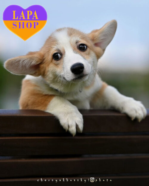 біло-рудий вельш коргі пемброк