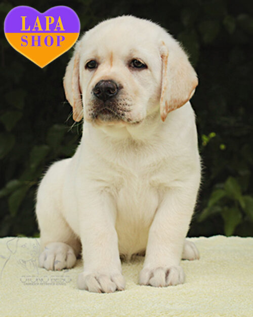 жовтий лабрадор-ретривер