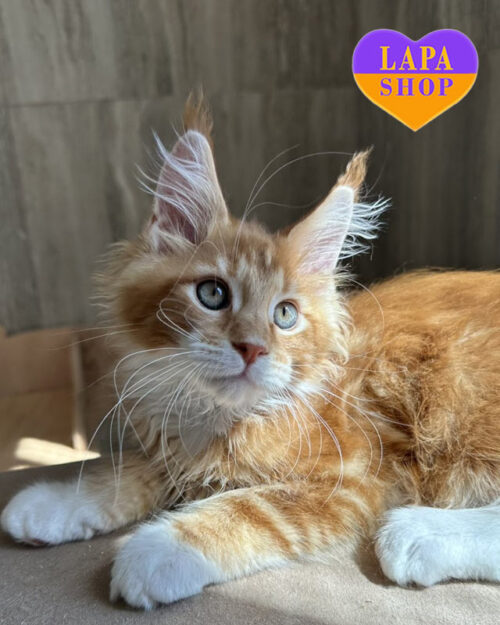 рудо-білий мейн-кун