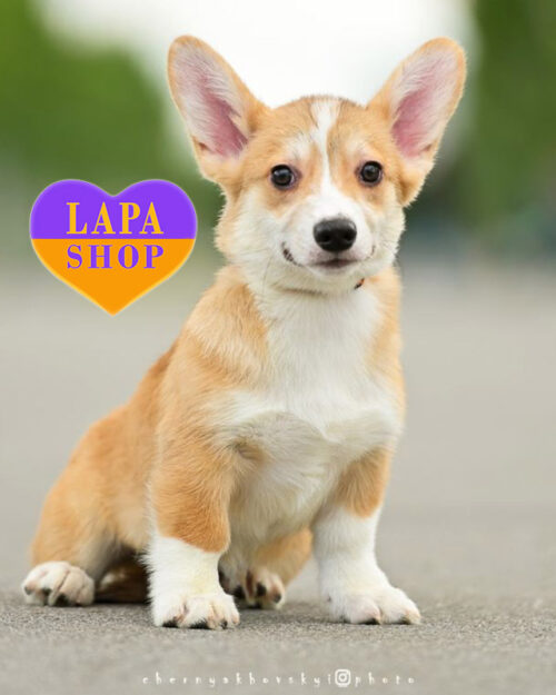 біло-рудий вельш коргі пемброк