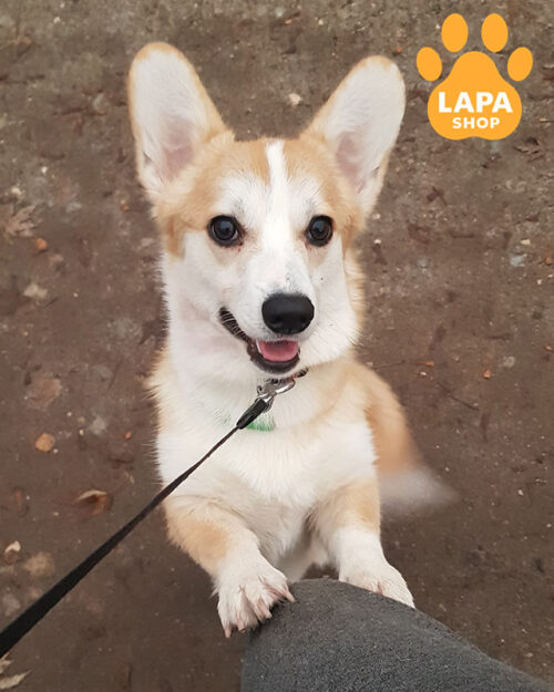 рудо-білий вельш коргі пемброк