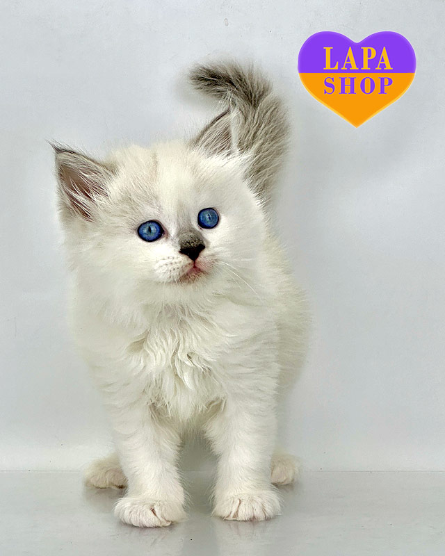 Siberian kitty