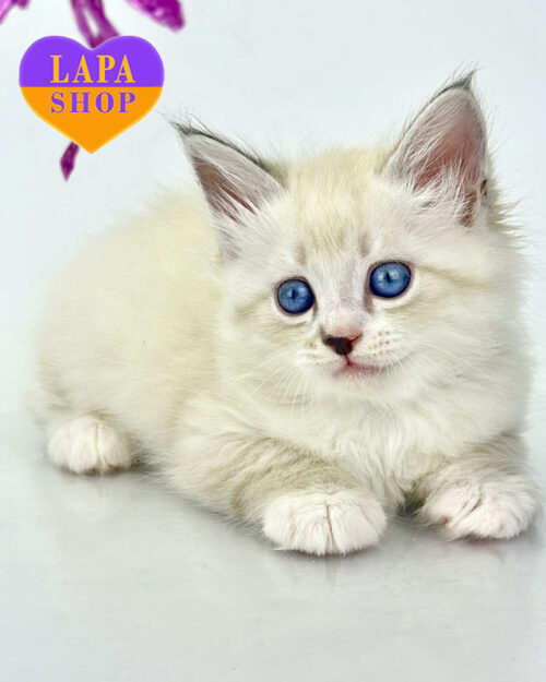 Siberian kitten