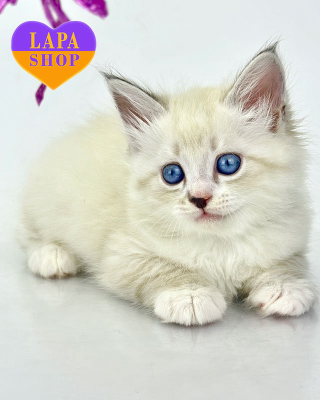 сибирский котенок