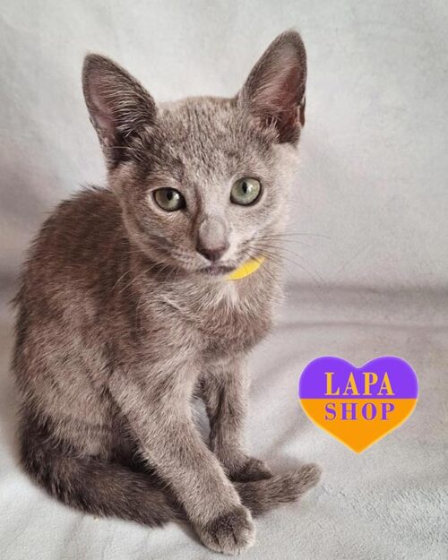 російська блакитна кішка