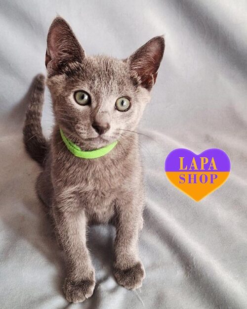 russian blue kitten