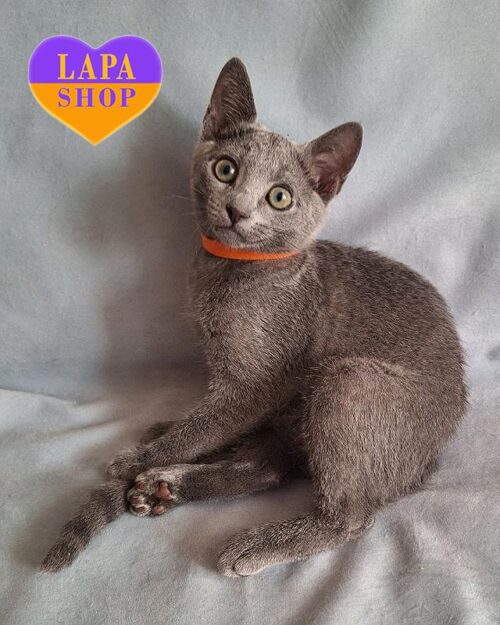 російська блакитна кішка