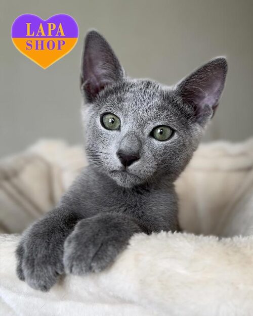 російське блакитне кошеня