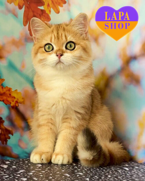 чорна золота британська короткошерста