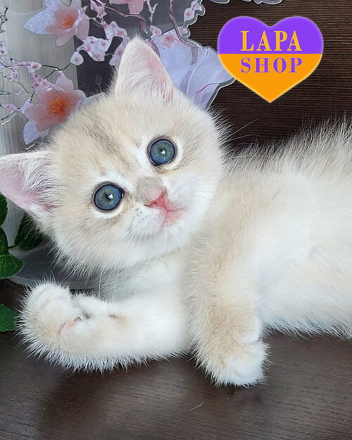 blue gold british shorthair