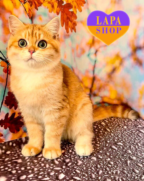 чорна золота британська короткошерста