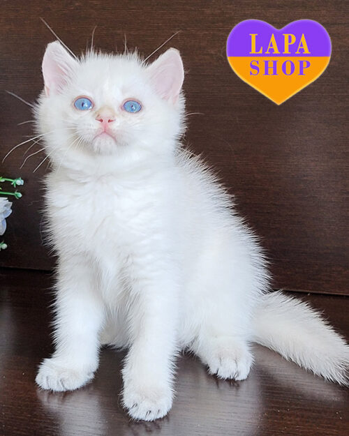 chocolate gold shaded British Shorthair
