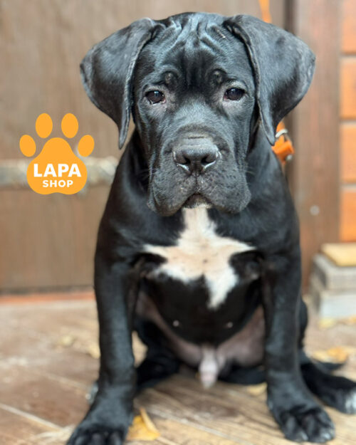 чорний кане корсо