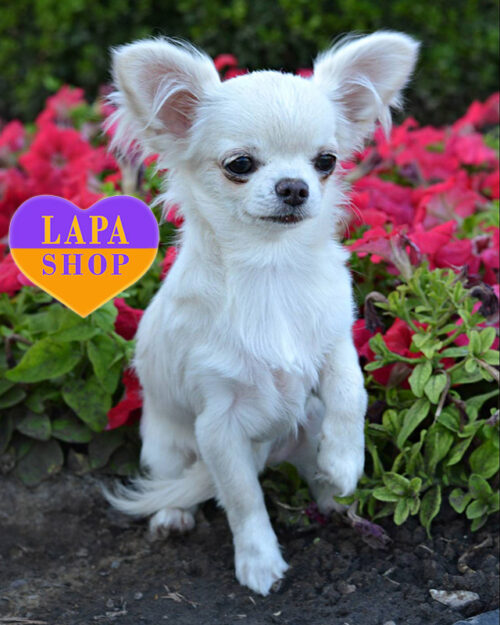 кремова чихуахуа