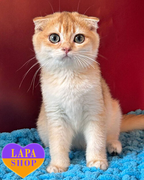 чорний золотий скотіш-фолд