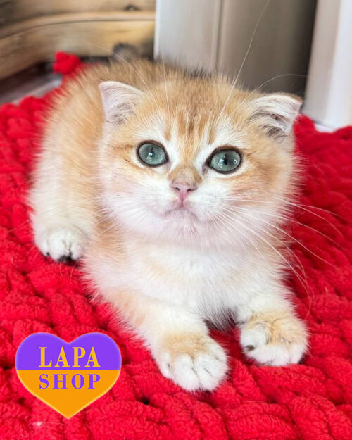 black gold british shorthair