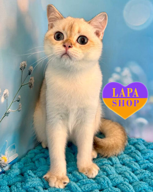 Елегантний шотландський прямовухий котик